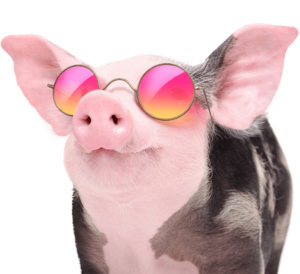 Pig sunglasses 1 business insurance savingsuperstore